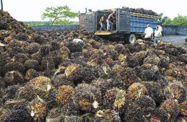 Vienen semillas de palma africana