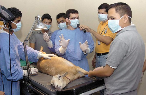 Jóvenes, sinónimo de ingenio