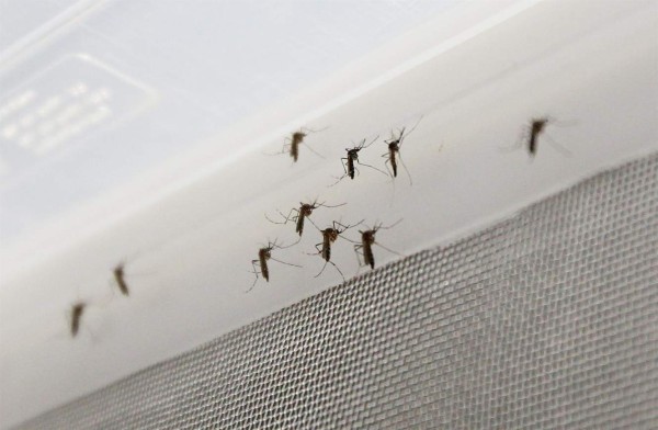 Empresa financiada por Bill Gates libera un ejército de mosquitos modificados genéticamente