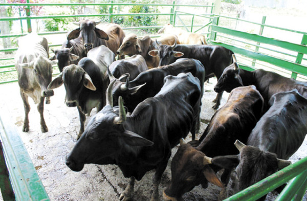 Piden controlar ingreso de carne nicaragüense