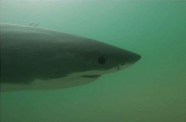 El Niño trae tiburones a las costas de California