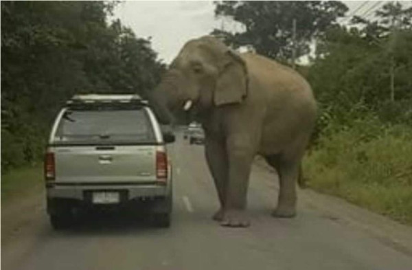 Elefante hambriento desbarata techo de camioneta en busca de alimento
