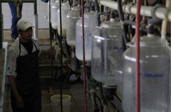 Sobreproducción de leche deja pérdidas de L4 millones al día