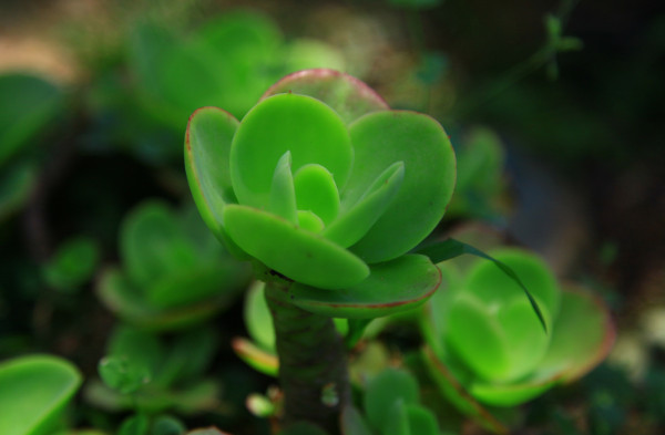 Explore el Cusuco, la joya natural que encuentra en El Merendón