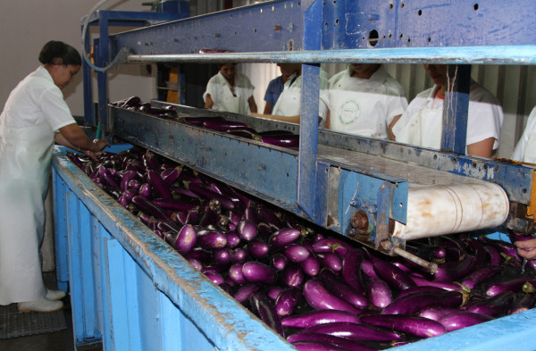 Sector agroindustrial de Honduras pide menos trámites y asistencia técnica