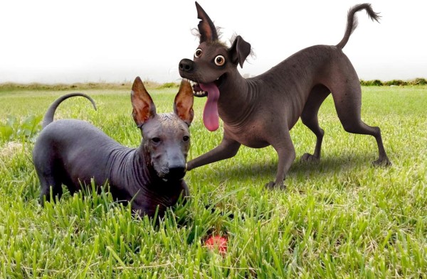 Dante, el perro estrella de la película 'Coco'