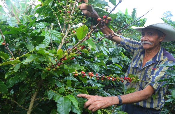 Corte de café comienza a dinamizar la economía