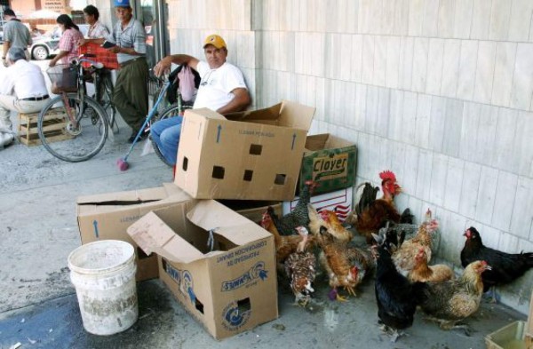 Autoridades investigan reaparición de enfermedad de Newcastle