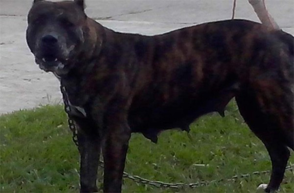 Decomisan en cárcel de Honduras perra pitbul, loros y combustible