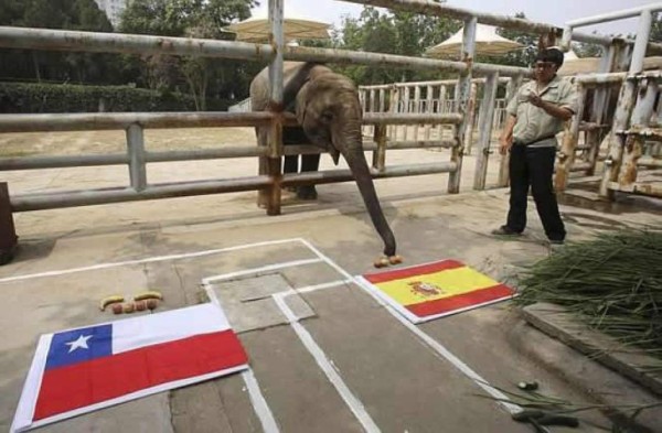 Elefante chino pronostica la victoria de España sobre Chile
