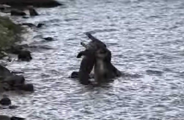El momento cuando el enorme cocodrilo se comía a otro de menor tamaño. Foto YouTube.