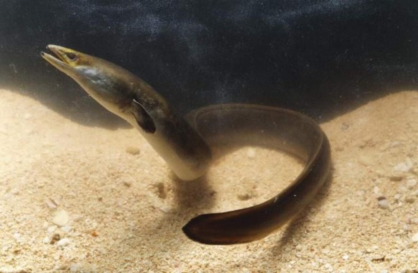 Sacan anguila a un chino que la usó contra el estreñimiento