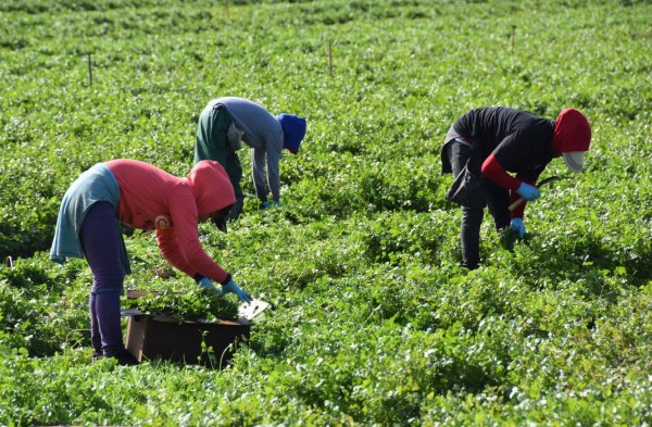 EEUU modifica visado H-2A para trabajadores del campo por coronavirus