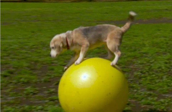 Otro récord para la perrita Purin