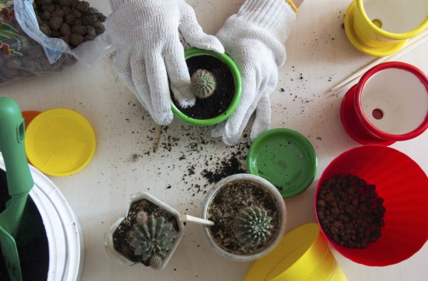 Hands in gloves planting a cactus in a green pot top view