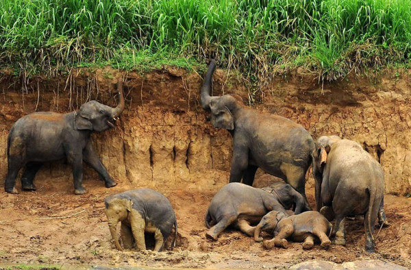Elefantes detectan a depredadores humanos por el sonido de su voz