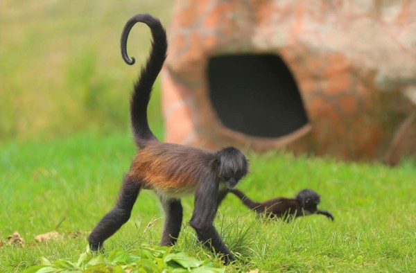Zoo Joya Grande, una muestra de África en Santa Cruz