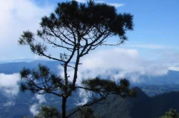 El Parque Nacional Montaña de Celaque cuenta con altas mesetas y cuatro picos con más de 2,800 metros de altura.