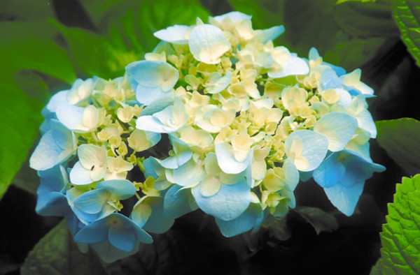 Viajan a manos de mamá