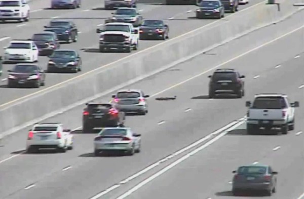 Familia de patos se salva de morir aplastada