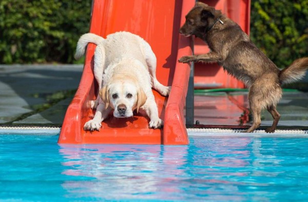 Balneario para perros&nbsp;&nbsp;