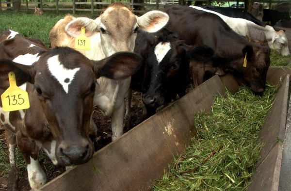 Incorporan más de 23,000 cabezas al hato ganadero nacional durante el año 2015