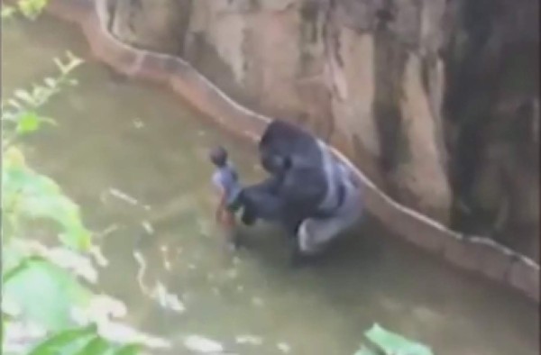 Matan a un gorila en zoológico de EUA para salvar a un niño