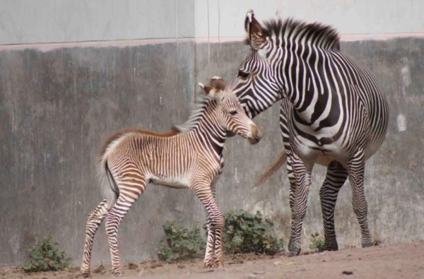 Un zoológico pinta rayas negras sobre el pelaje de burro, para que parezca cebra  