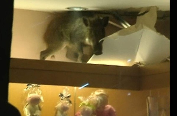 Jabalí irrumpe en shopping de Hong Kong