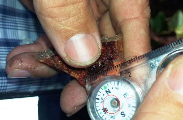 Encuentran nueva especie de gorgojo descortezador en Comayagua