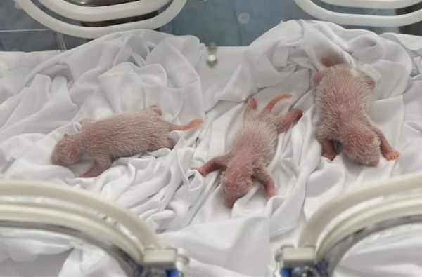 Nacen trillizos de panda gigante en China