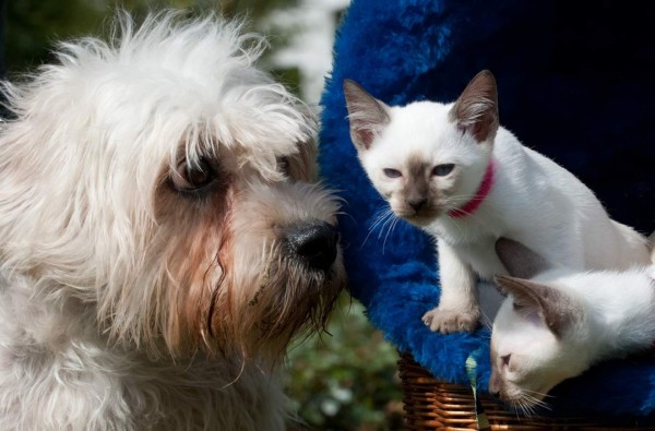 Perros y gatos, las mascotas preferidas