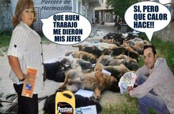 Mujer que aconsejó cómo matar perros y gatos enfurece las redes