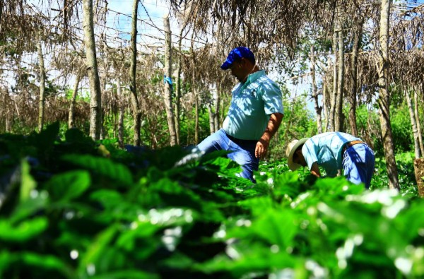 Café hondureño reconocido a nivel mundial