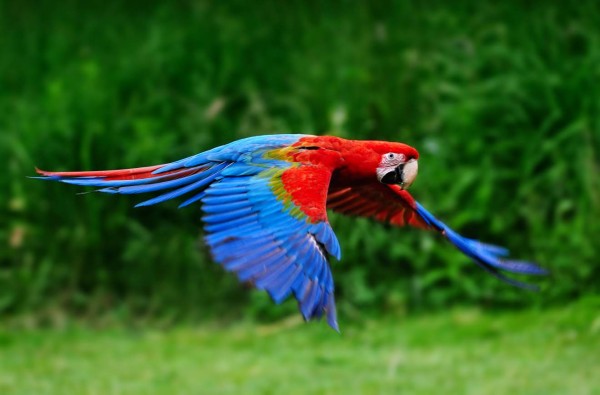 Unas 68 guacamayas rojas vuelan ya libres por el Valle Sagrado