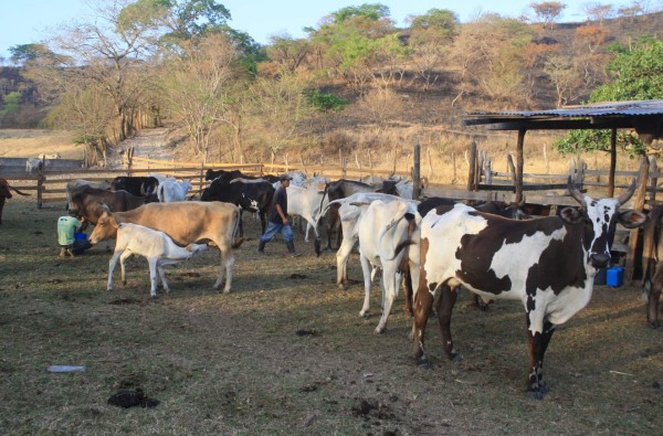 Pronostican sequía en ocho departamentos de Honduras por 'El Niño”