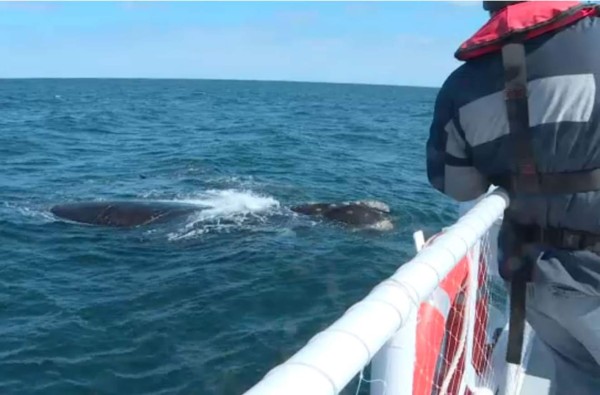 Científicos y turistas, codo con codo en la Patagonia