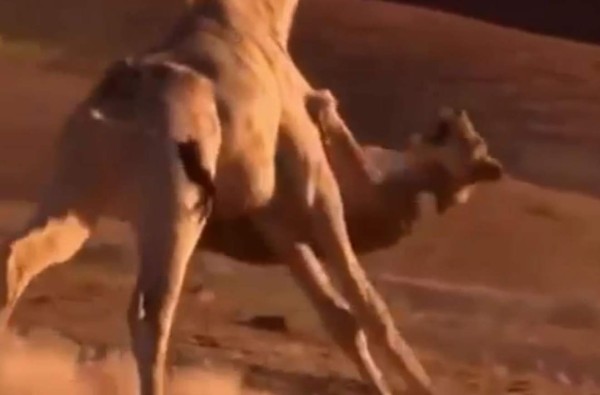 La jirafa que vence a un león