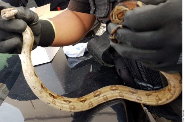 Capturan a mujer por vender serpiente en la calle