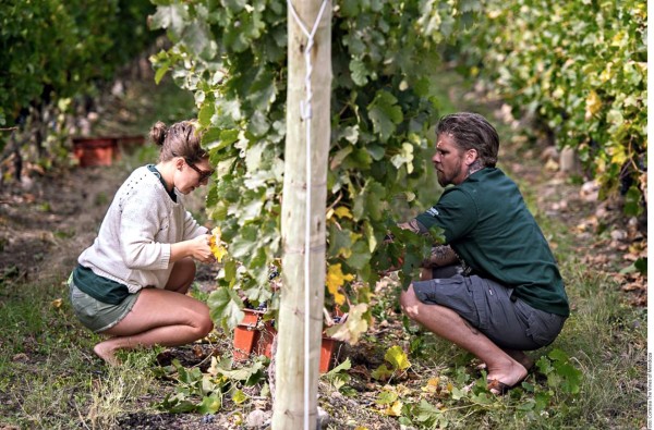 Mendoza, el paraíso del vino en Argentina