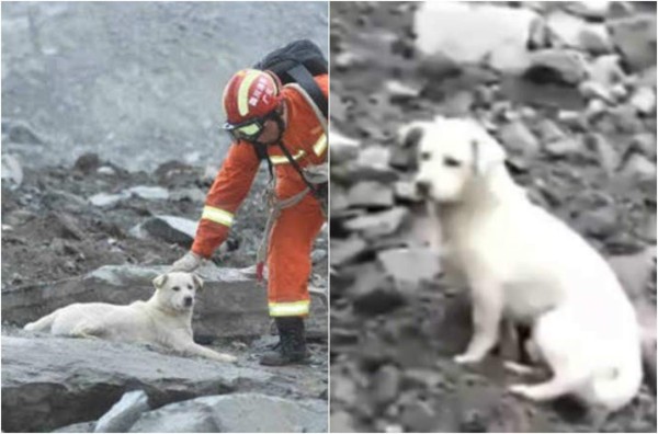 Perro busca a su amo entre escombros y las redes se emocionan