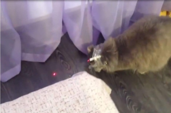 Una herramienta que ayuda a mantener entretenido a un gato