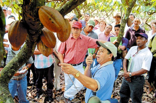 A expandir cultivo de cacao