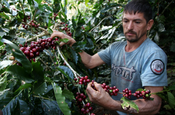 Exportaciones de café de Honduras caen $15.4 millones en dos meses