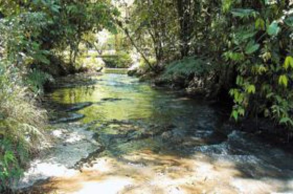 Reforestarán Intibucá