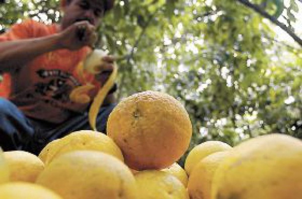 Citricultores piden ayuda al Gobierno