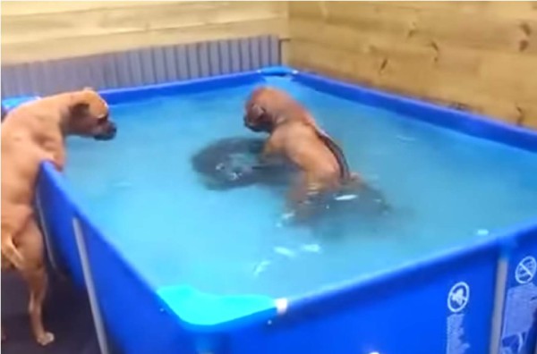 Bulldogs demuestran lo que es trabajar en equipo