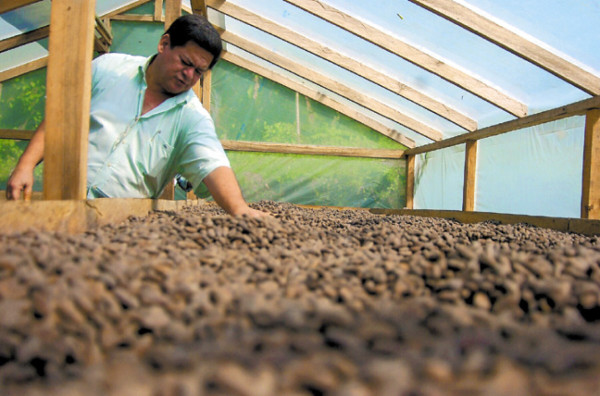 Cacao hondureño alcanza calidad de exportación