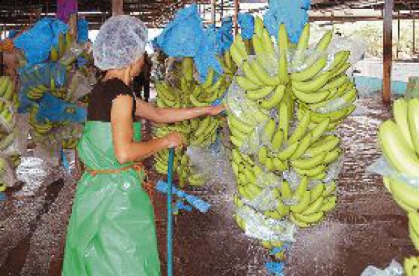 Honduras exportará banano a China Popular en febrero