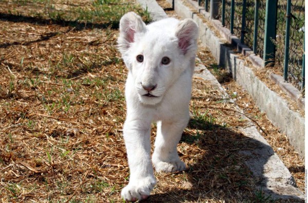 Un raro cachorro de león blanco